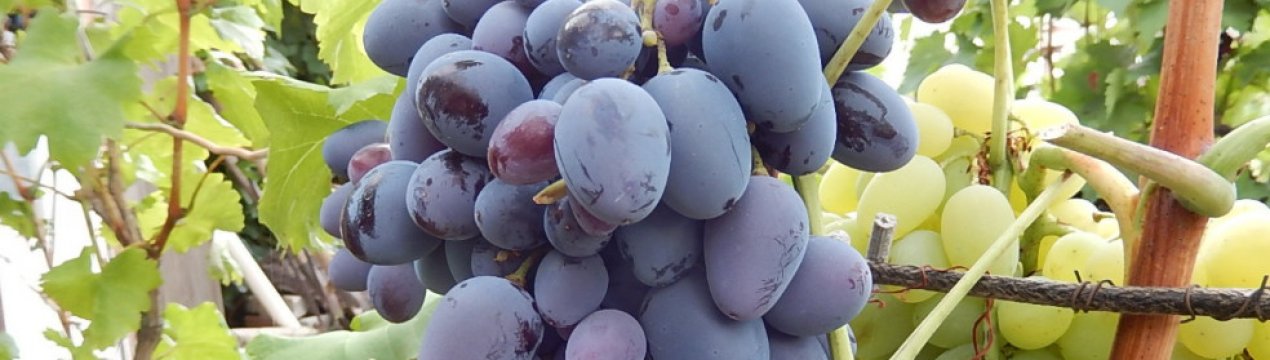 Сорт винограду Кубань