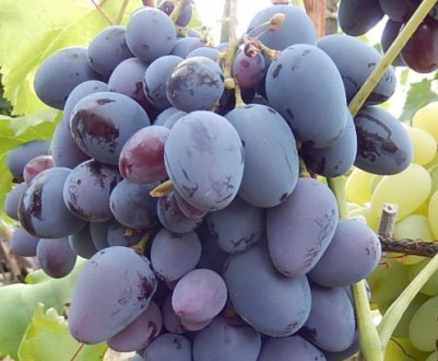 Сорт винограду Кубань