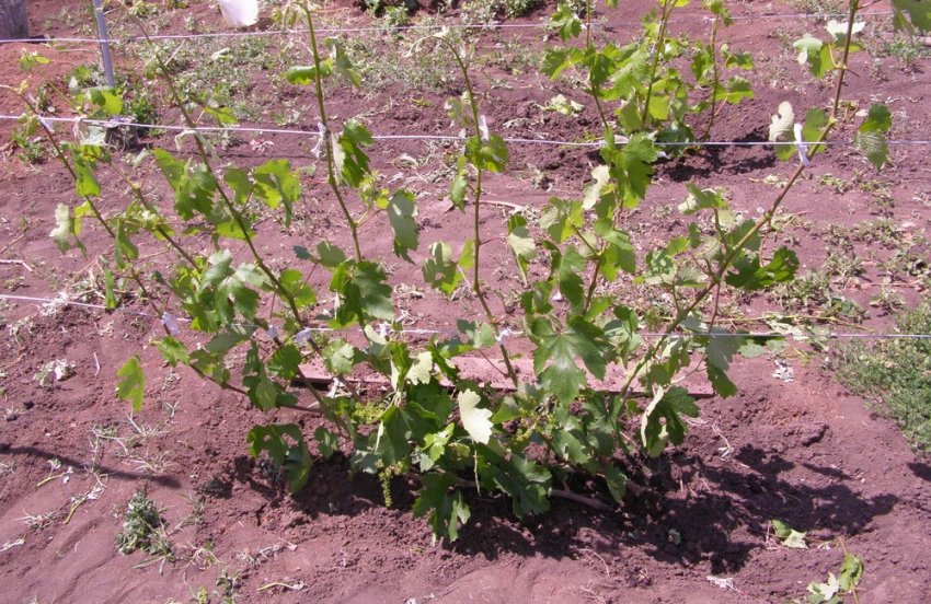 Догляд за виноградом Догляд за виноградом