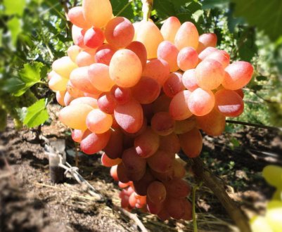 Сорт винограду Софія