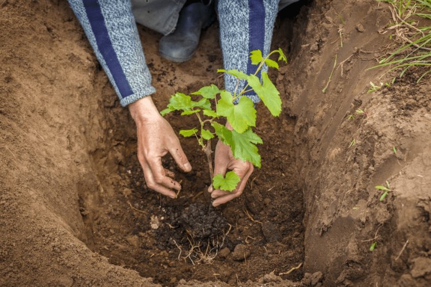 Саджанець винограду