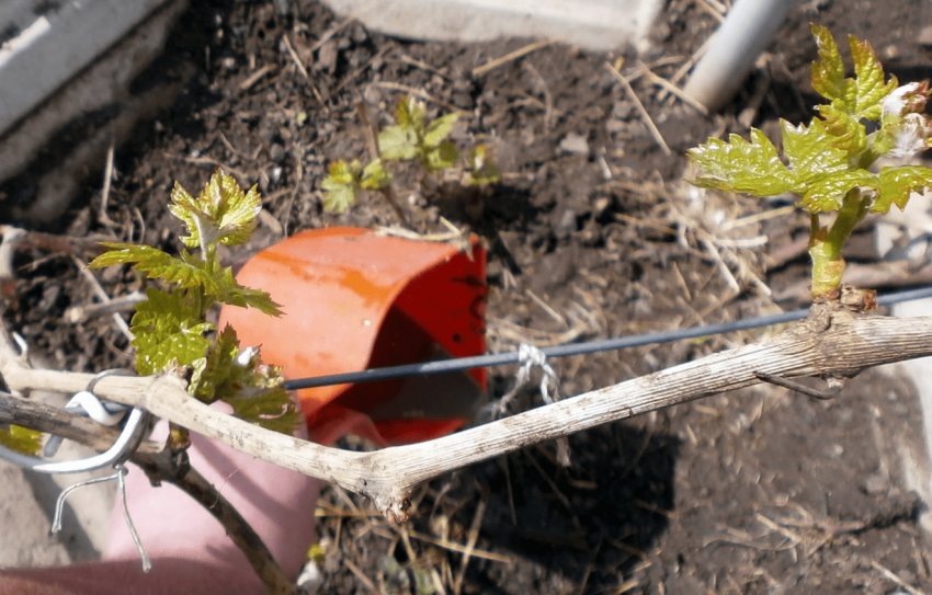 Добриво винограду