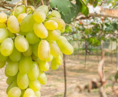 Сорт винограду Сицилія
