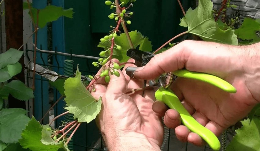 Нормування грон