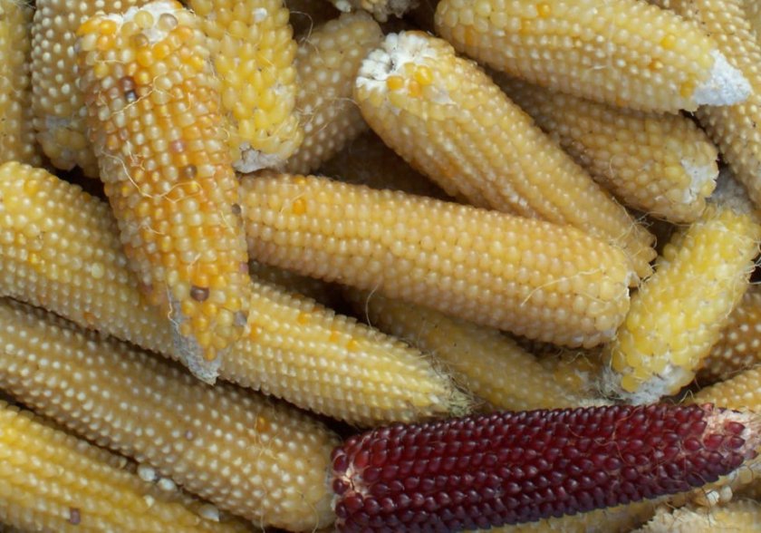 Лопающаяся кукуруза