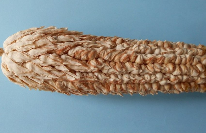 Плівчаста кукурудза Плівчаста кукурудза