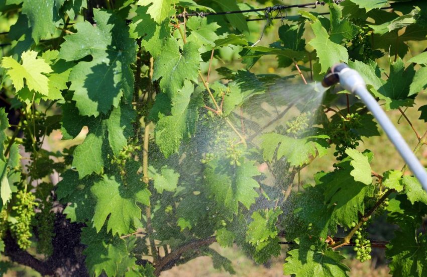 Обробка винограду