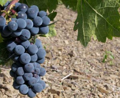 Опис сорту винограду Каталонія і догляд за ним