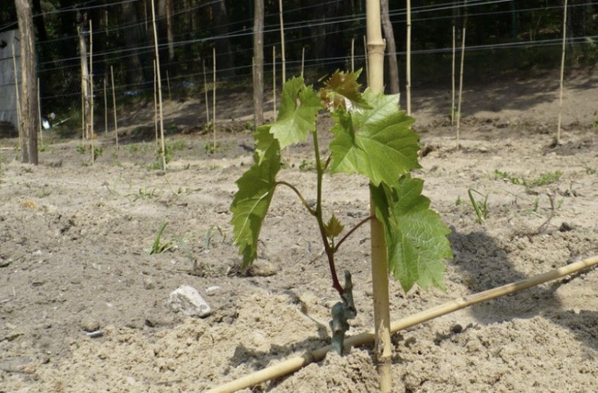 Посадка винограду Посадка винограду