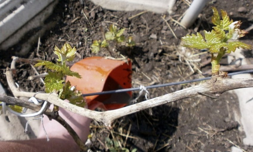 Підживлення винограду Підживлення винограду