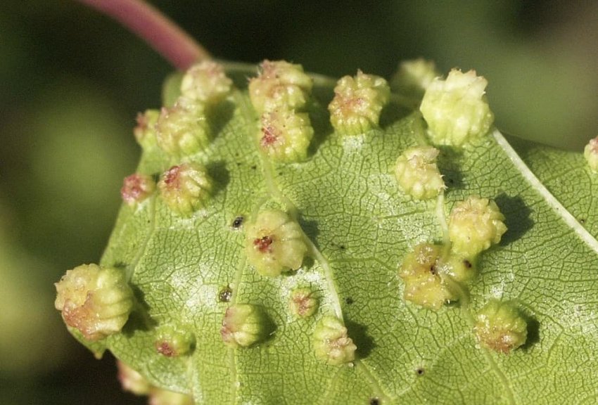 Попелиця філоксера Попелиця філоксера