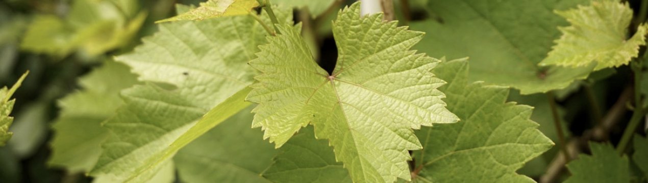 Сорт винограду Тасон