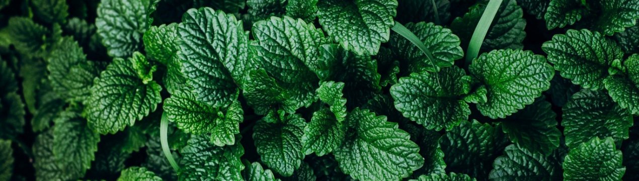 Гроші пахнуть м'ятою