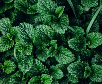 Гроші пахнуть м'ятою