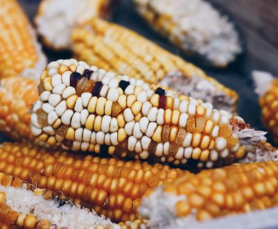  Кукурудза — це бобові чи ні?