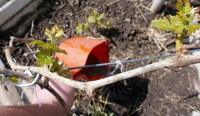 Добриво винограду Добриво винограду