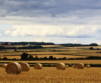 Латифундія або город?