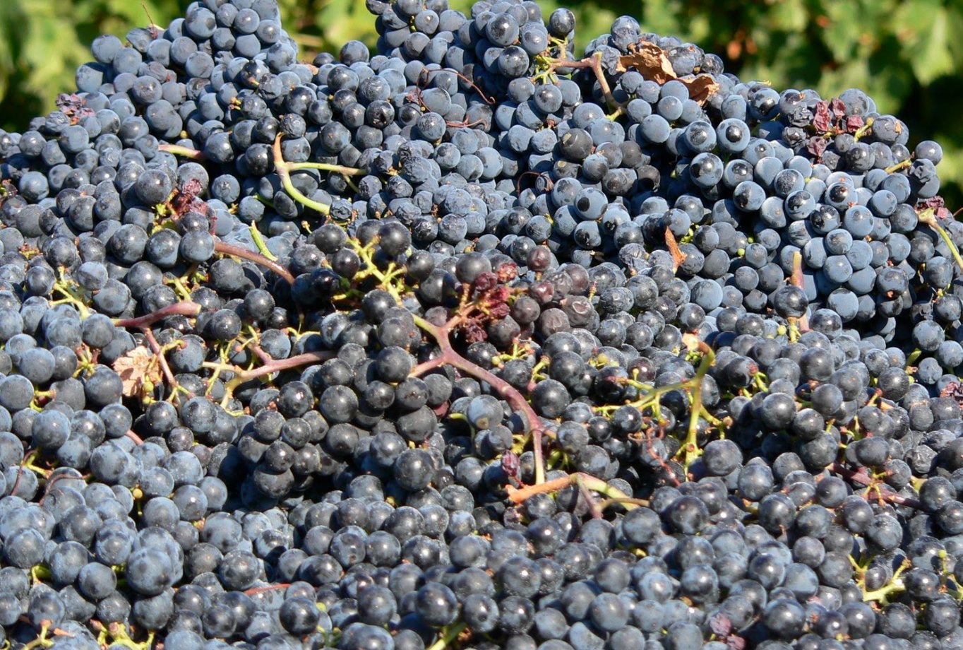 сорт винограда катаррато. серсиаль сорт винограда. чёрный коринфский виноград. виноград леон мийо. мелкий сорт винограда.