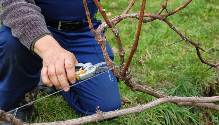 Обрізка винограду Обрізка винограду