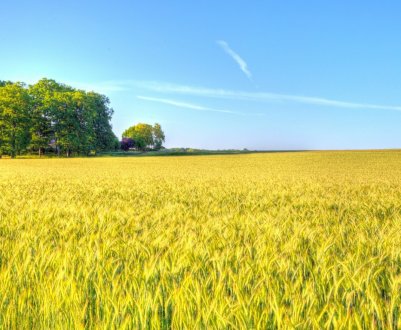 Штучний інтелект прорахував угіддя: Найбільші ріллі в Європі — українські