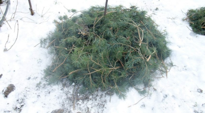 Укриття винограду Укриття винограду