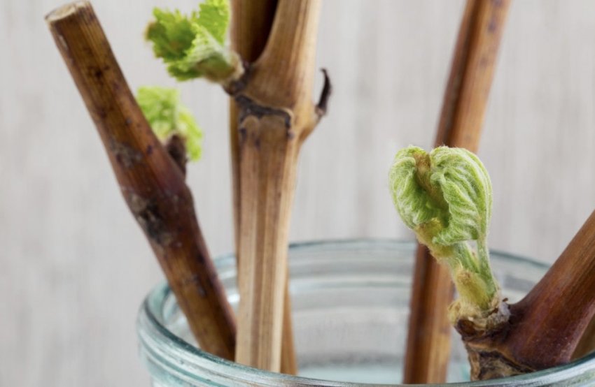 Живці винограду Живці винограду