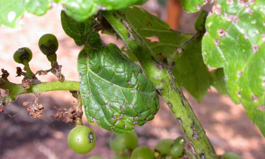Антракноз винограду Антракноз винограду