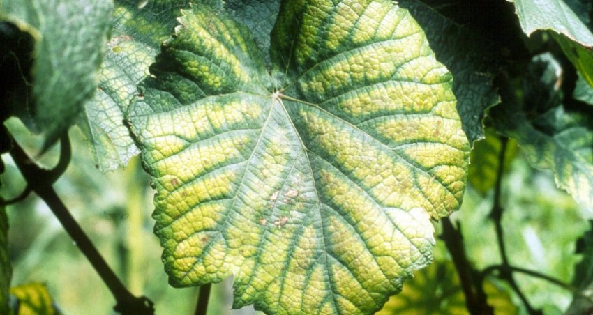 Хлороз винограду Хлороз винограду