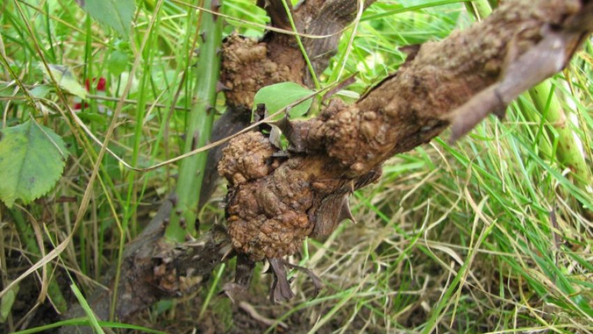 Бактеріальний рак винограду Бактеріальний рак винограду