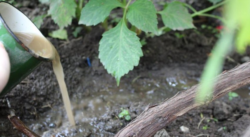 Підживлення винограду Підживлення винограду