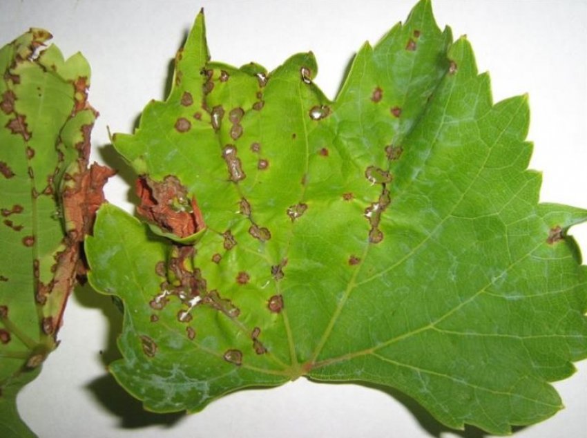 Антракноз Антракноз