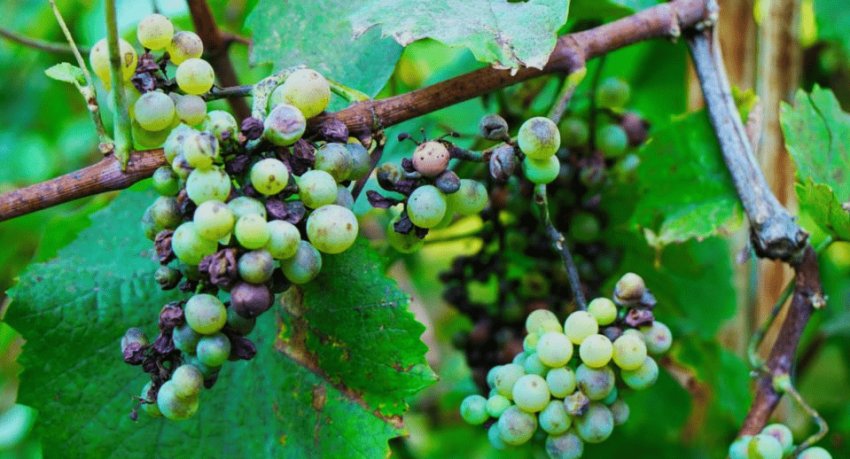 Бактеріоз Бактеріоз