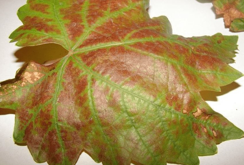 Краснуха Краснуха