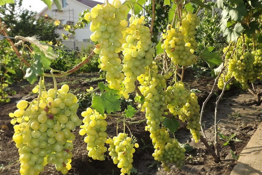 Плевен стійкий Плевен стійкий