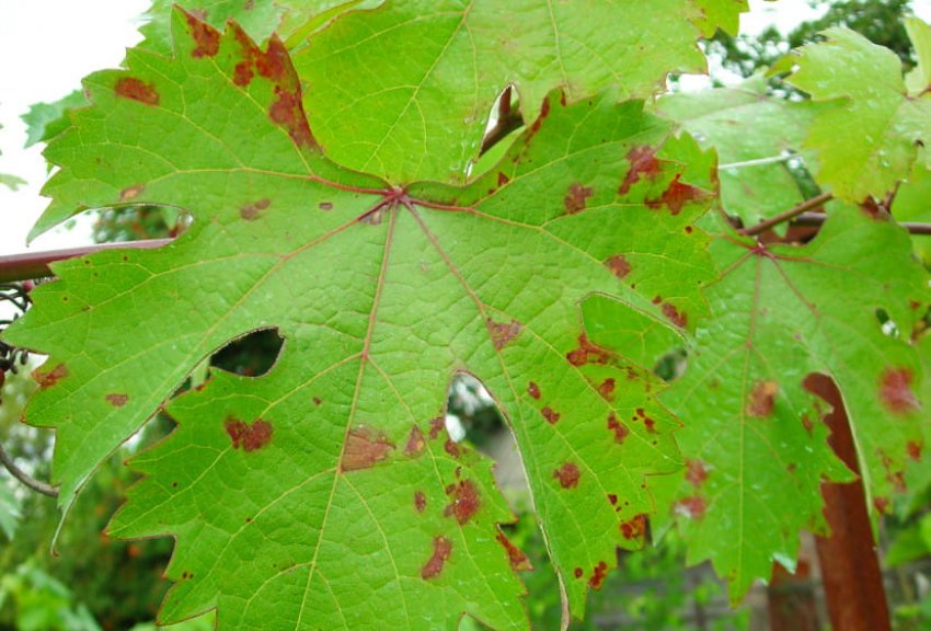 Мілдью винограду Мілдью винограду