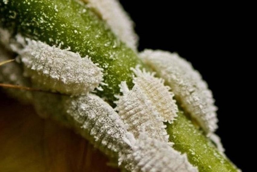 Борошнистий червець Борошнистий червець