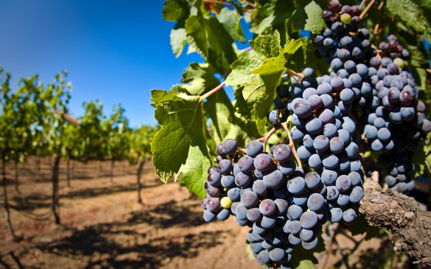 Выращивание и уход за виноградом красень