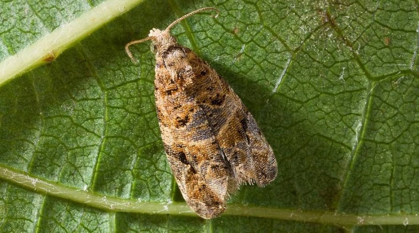 Гроздевертка Гроздевертка