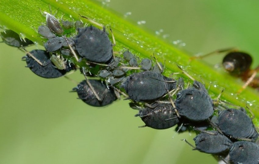 Попелиця Попелиця
