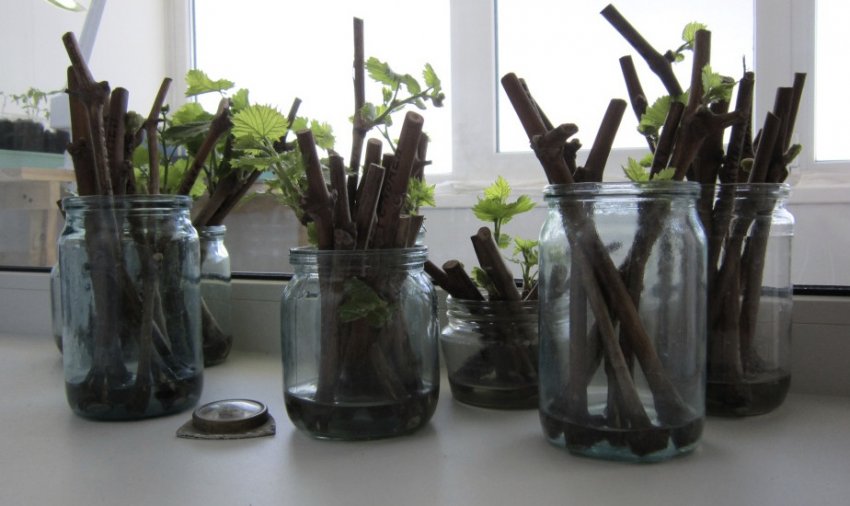 Живці винограду Живці винограду