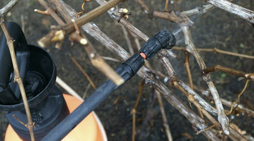 Обробка винограду від хвороб Обробка винограду від хвороб