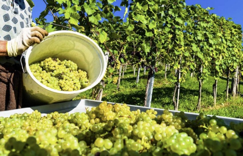 Збір урожаю Збір урожаю