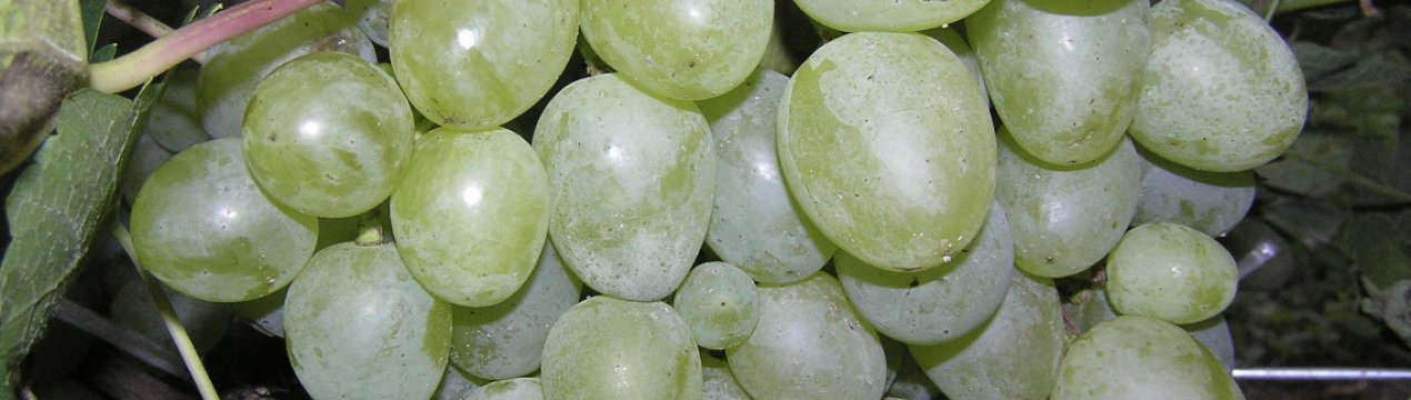 Сорт винограду «Монарх»