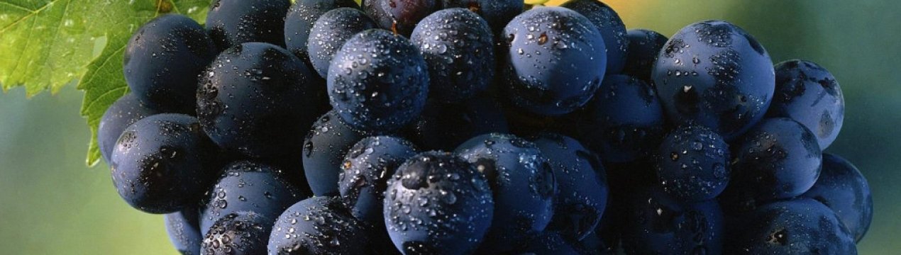 Сорт винограда «Ливадийский чёрный»