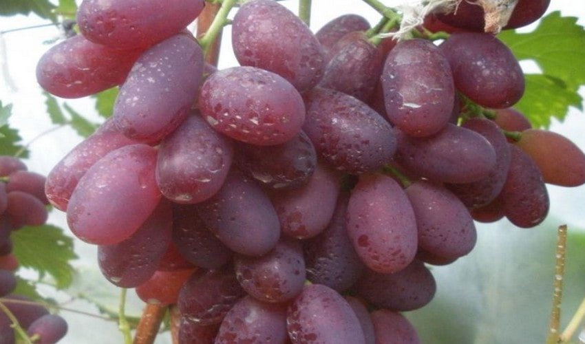 Виноград Вікторія Виноград Вікторія