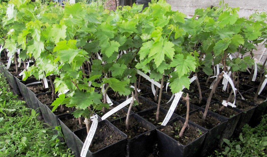 Саджанці винограду Саджанці винограду