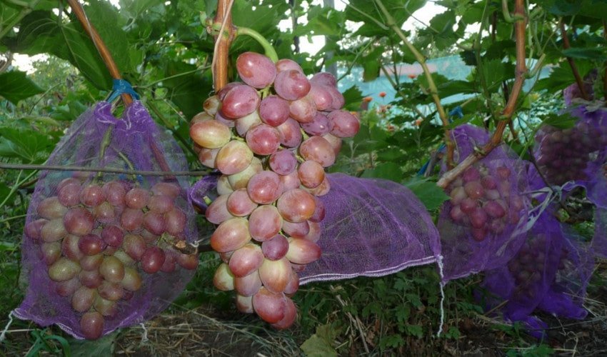 Виноград Вікторія Виноград Вікторія