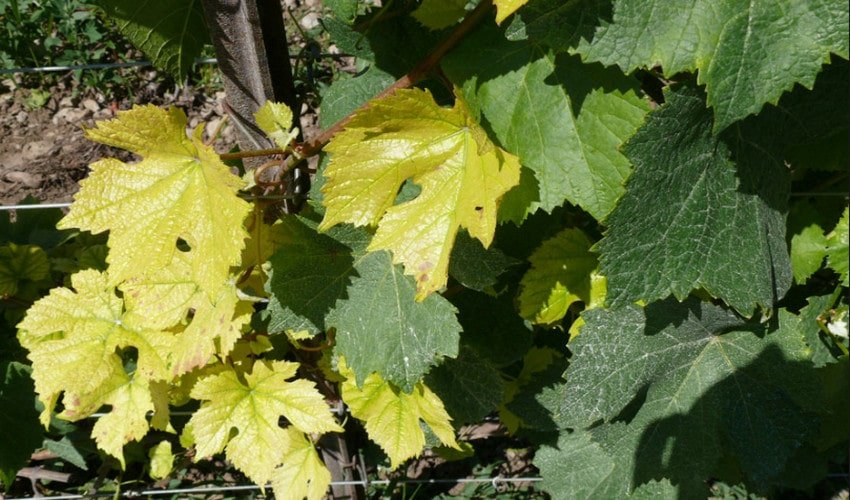 Хлороз Хлороз