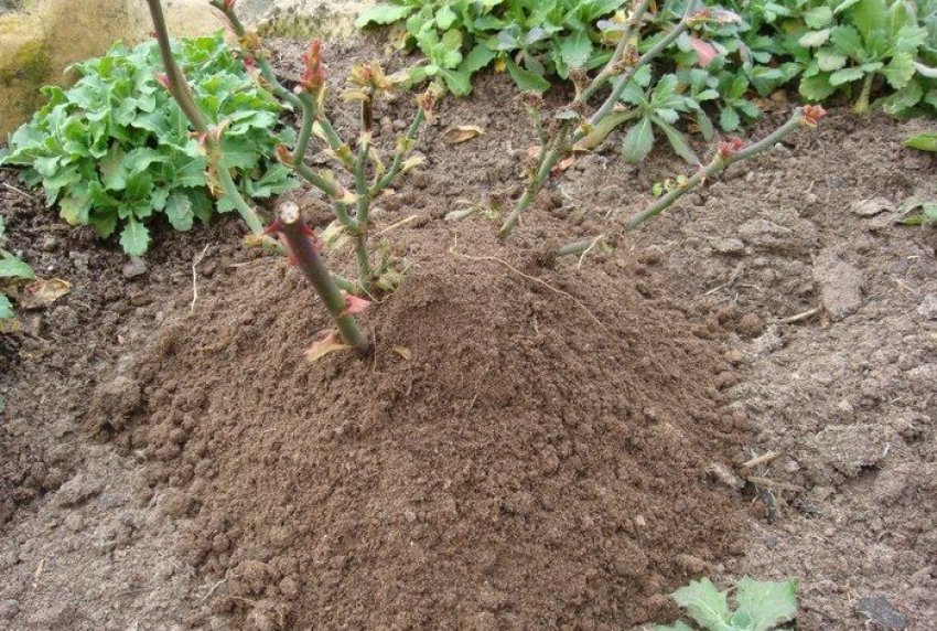 Підгортання кущів троянд Підгортання кущів троянд