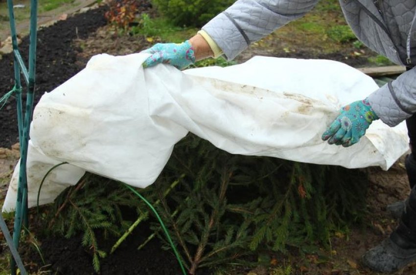 Укриття паркових троянд на зиму Укриття паркових троянд на зиму